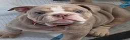 English Bulldog dogs for sale: Rare opportunity- grandpups of Burleybullz Nemesis - Advert 26