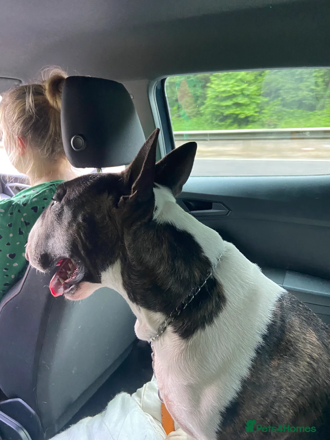 Bull Terrier dogs for stud: English bull terrier Crufts Qualifier  in Croydon - Advert 3