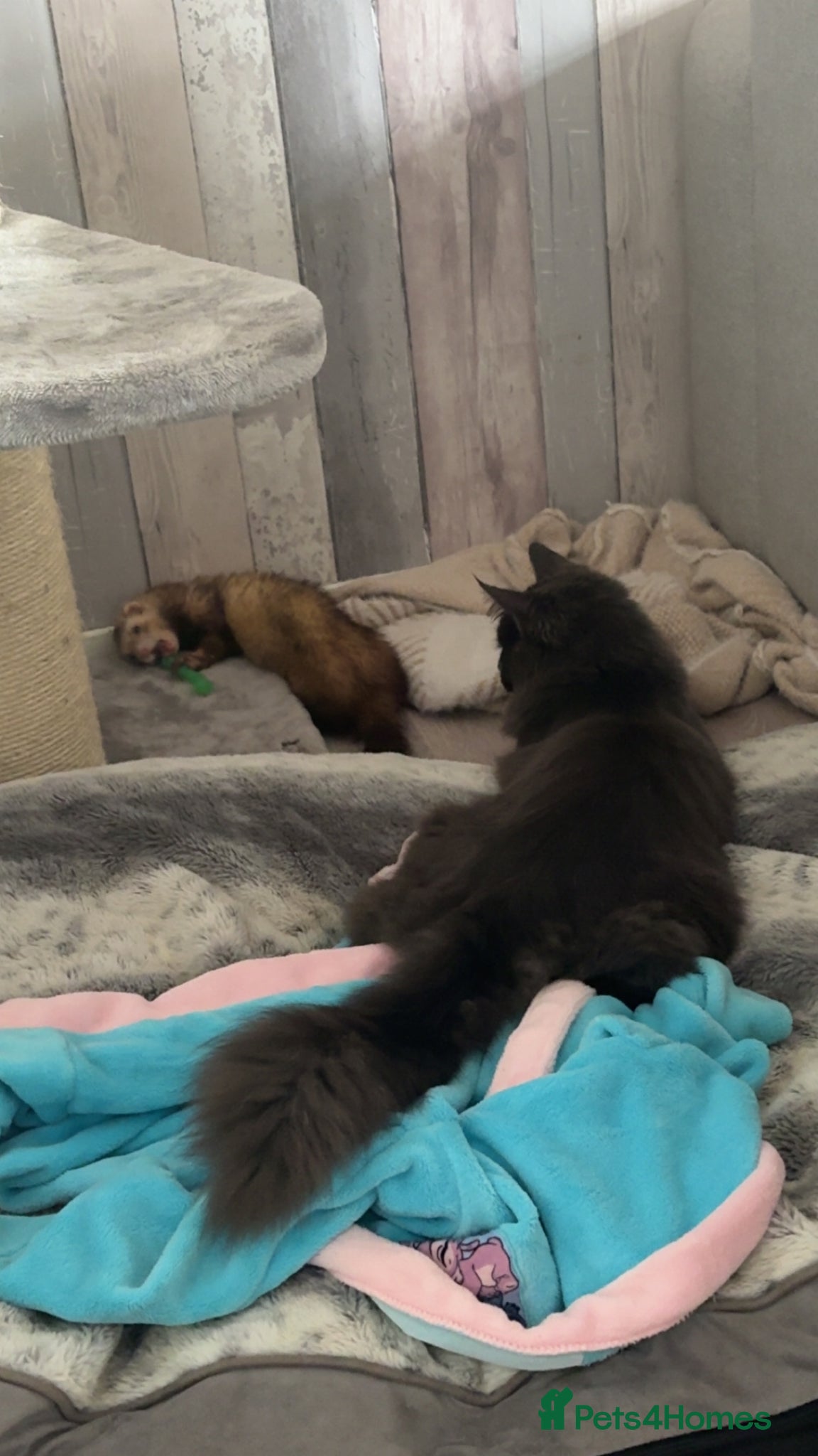 Ferret rodents for sale: Ferret for sale  - Advert 1