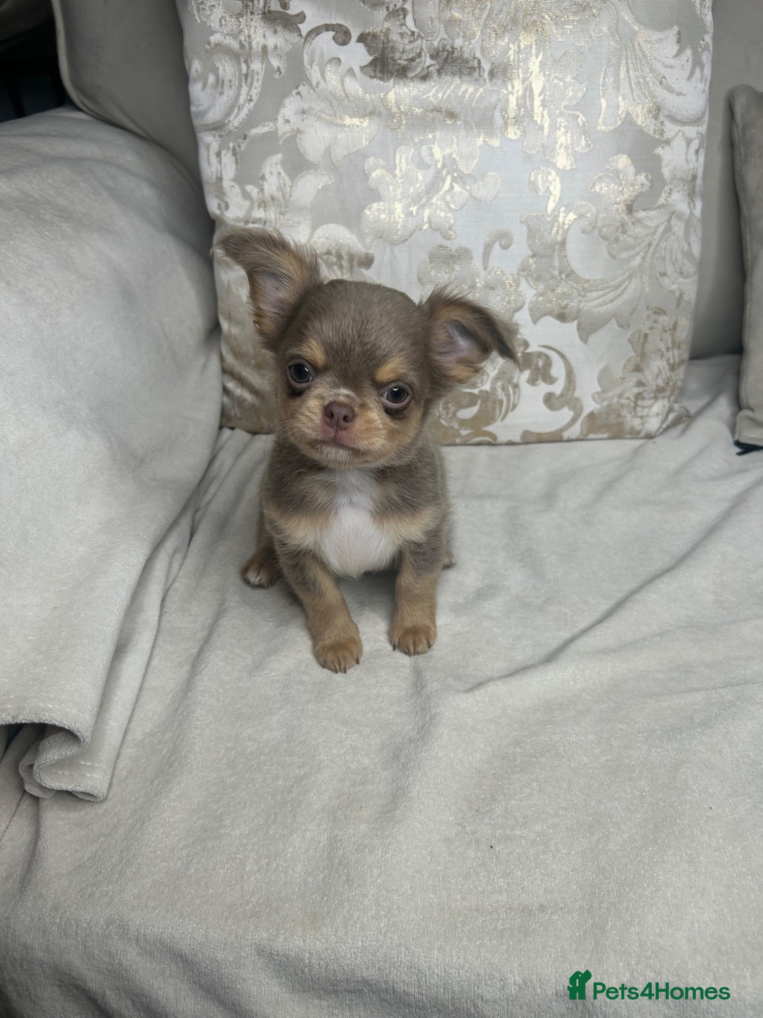 Chihuahua dogs Beautiful KC Lilac tri Chihuahua BOY  - Advert 2