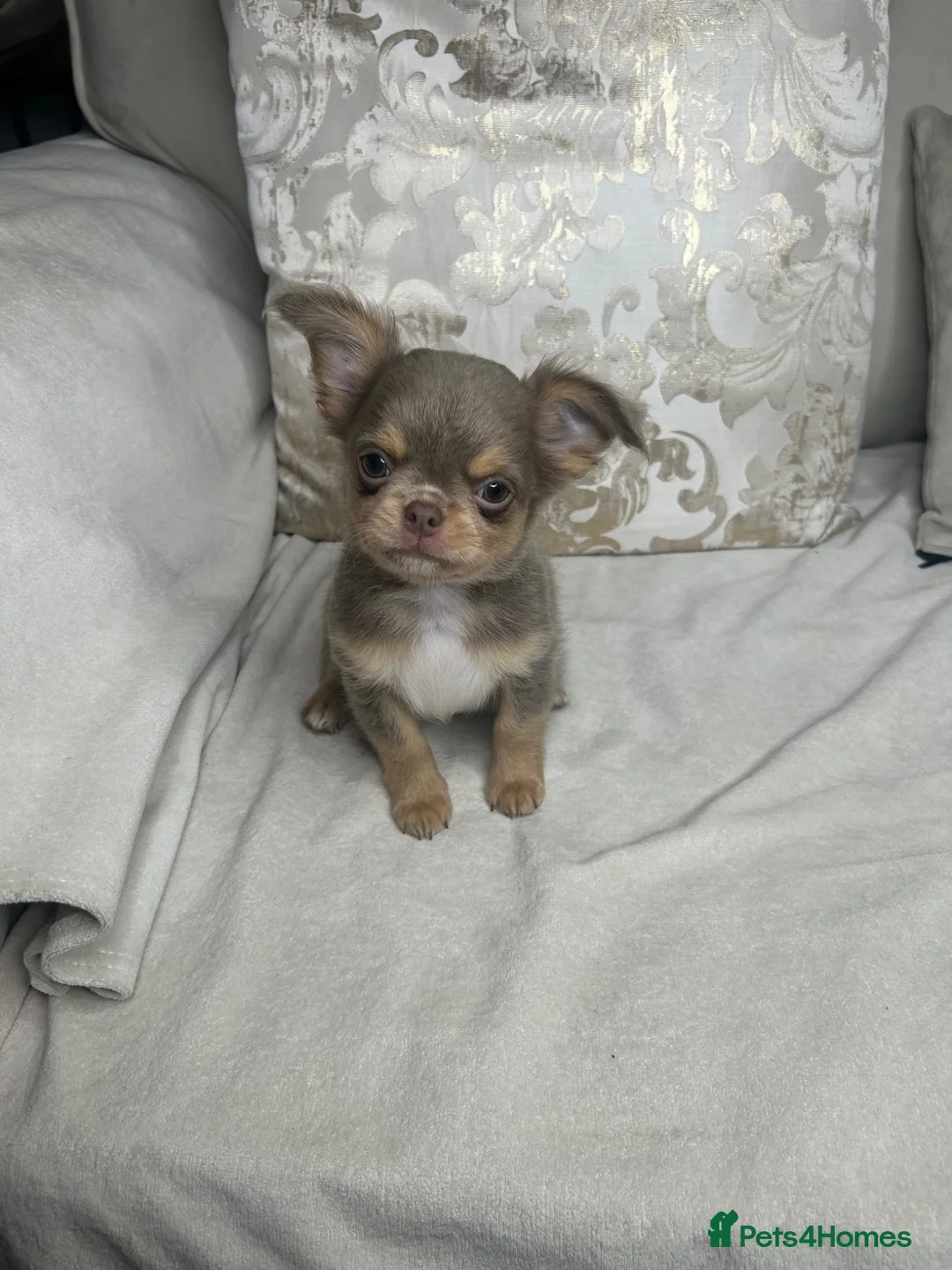 Chihuahua dogs for sale: Beautiful KC Chihuahua boy READY NOW  - Advert 2