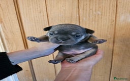 French Bulldog dogs for sale: ⚡️Exquisite 🌈 Pedigree French Bulldog Puppies ⚡️ - Image 3