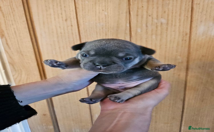 French Bulldog dogs - Advert 4