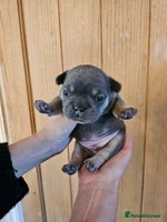 French Bulldog dogs - Advert 13