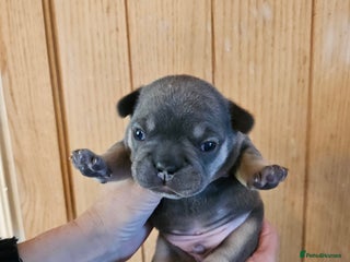 French Bulldog dogs - Advert 27