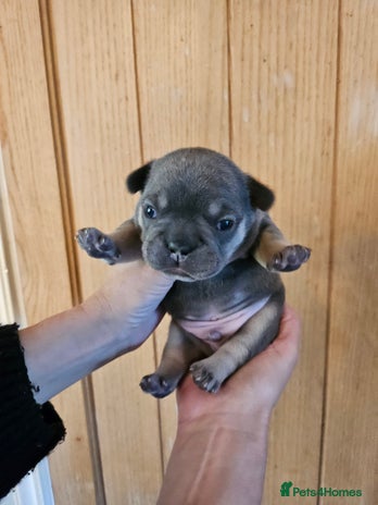 French Bulldog dogs - Advert 6