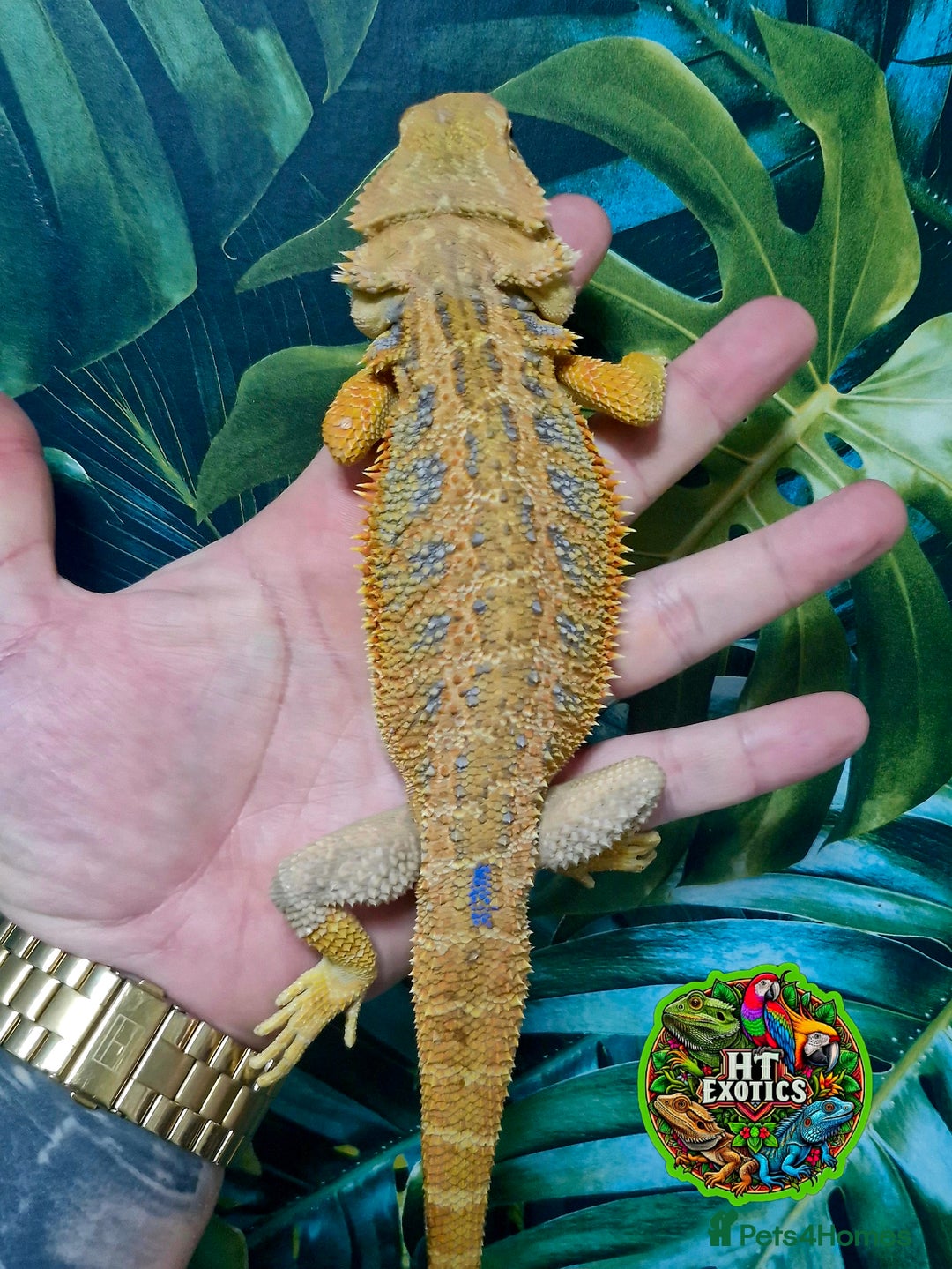 Bearded Dragon reptiles for sale: Bearded dragon Holdback release at HT exotics! - Image 10