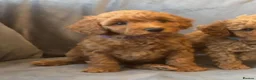 Cavapoo dogs for sale: Cavapoos Extensive DNA & Heart tested - Advert 3