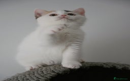 British Shorthair cats for sale: Health tested and registered Chocolate BSH - Image 7