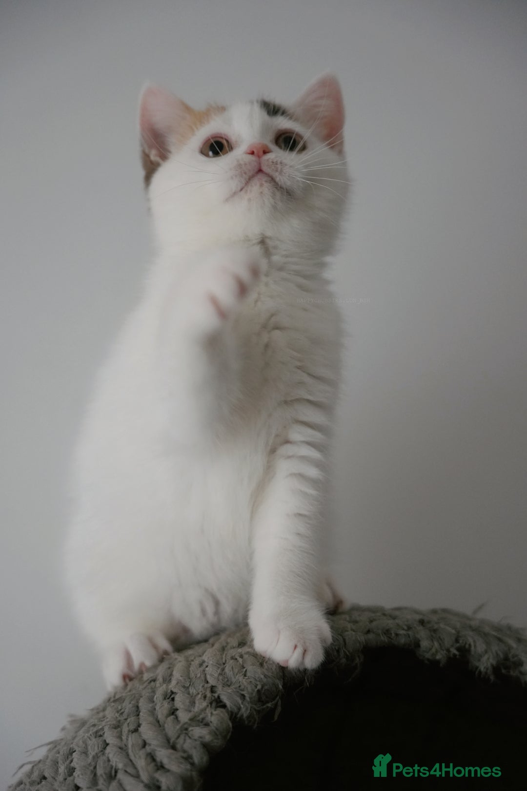 British Shorthair cats for sale: Health tested and registered Chocolate BSH - Image 7