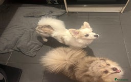 Mixed Breed dogs for sale: Adorable bitch 6 months old Pomsky  - Image 5