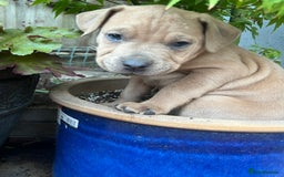 Mixed Breed dogs for sale: STAFFWEILERS LAST 2 GIRLS e Cream and d CARRIERS - Image 23