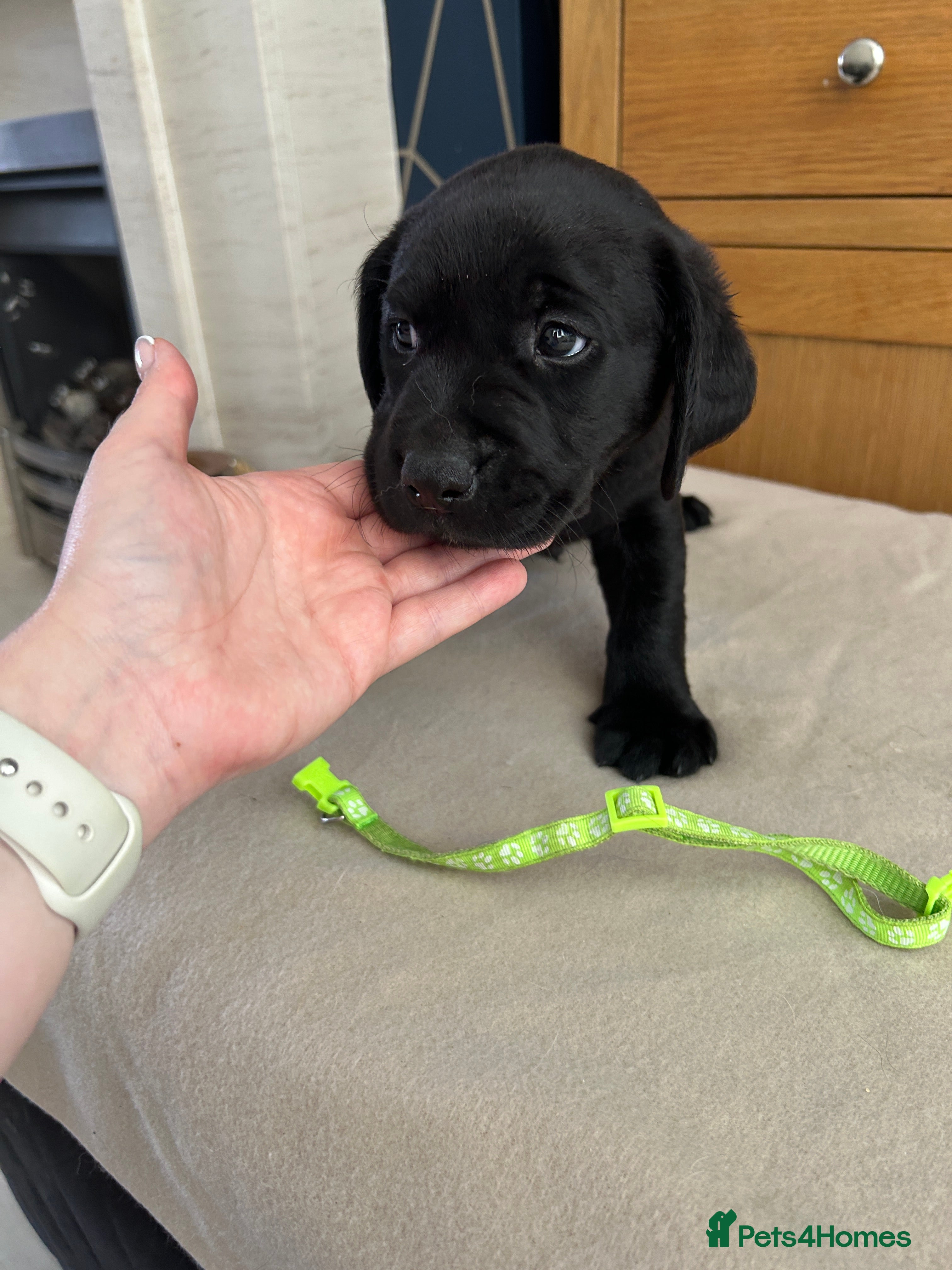Labrador Retriever dogs KC registered pedigree black Labradors  - Advert 2