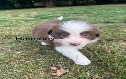Border Collie dogs for sale: Kennel Club Border Collie Puppies For Sale - Image 5