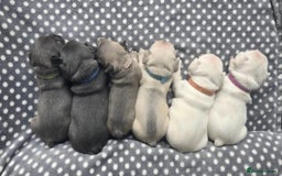 French Bulldog dogs for sale:  French bulldogs looking for their forever home in Lincoln - Image 12