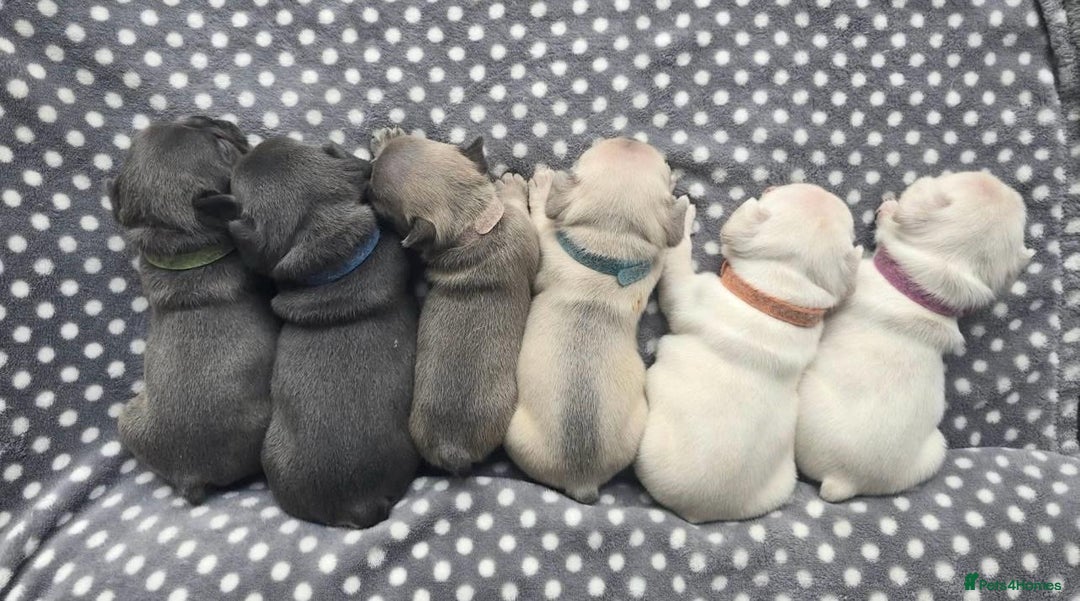 French Bulldog dogs for sale:  French bulldogs looking for their forever home in Lincoln - Image 12
