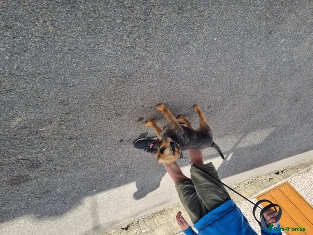 Border Terrier dogs for stud: Slem clear stud border terrier in Sheffield - Advert 2