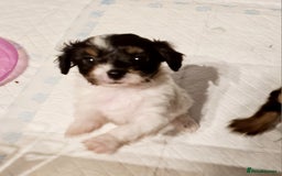Cavapoo dogs for sale: 3 stunning cavapoo female puppies - Image 1