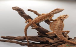 Bearded Dragon reptiles for sale: Bearded dragons hypo blue bar het trans  - Image 18