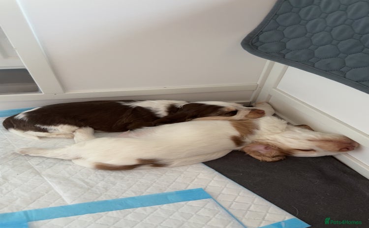 Cocker Spaniel dogs - Advert 14
