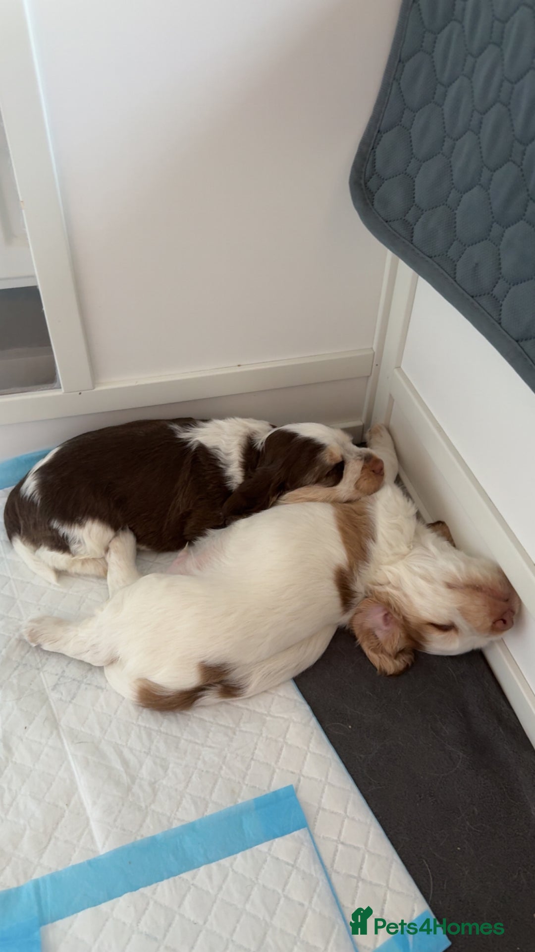 Cocker Spaniel dogs for sale: Chocolate Roan & Tan Cocker Spaniel Girl - Image 3