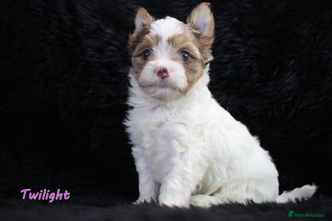 Yorkshire Terrier dogs for sale: Stunning Biro & Merle Yorkie Girls – Ready Nov 25 - Advert 1