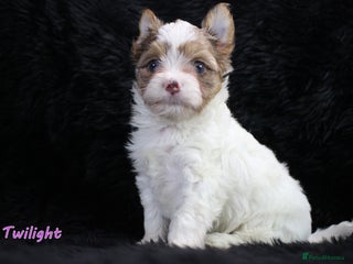 Yorkshire Terrier dogs Stunning Biro & Merle Yorkie Girls – Ready Nov 25 - Advert 7