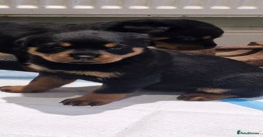 Rottweiler dogs Rottweiler pups Fabulous German bloodline  - Advert 9