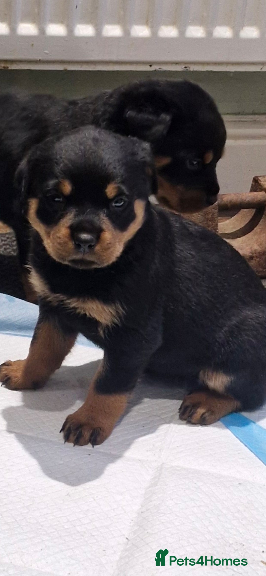 Rottweiler dogs for sale: Fabulous German bloodline pups - Image 1