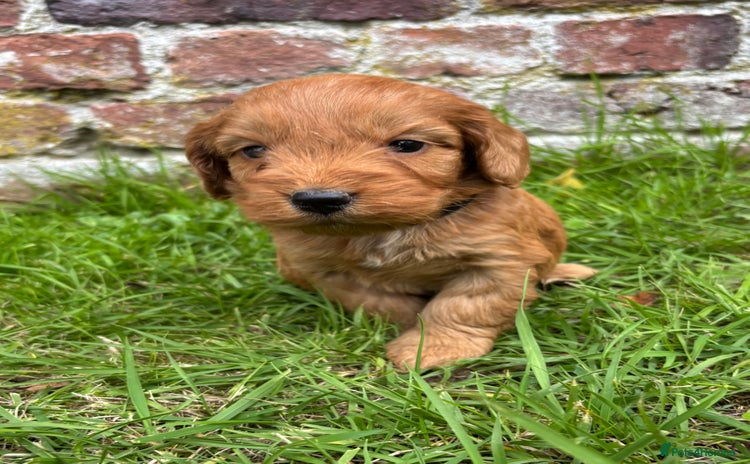 Cockapoo dogs - Advert 3