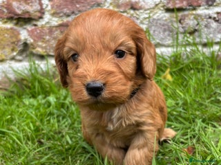 Cockapoo dogs - Advert 30