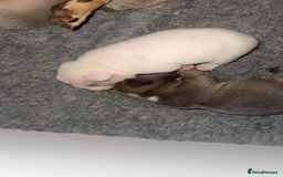 French Bulldog dogs for sale: 🐾✨ Adorable Frenchies ready soon ✨ 🐾  - Advert 5