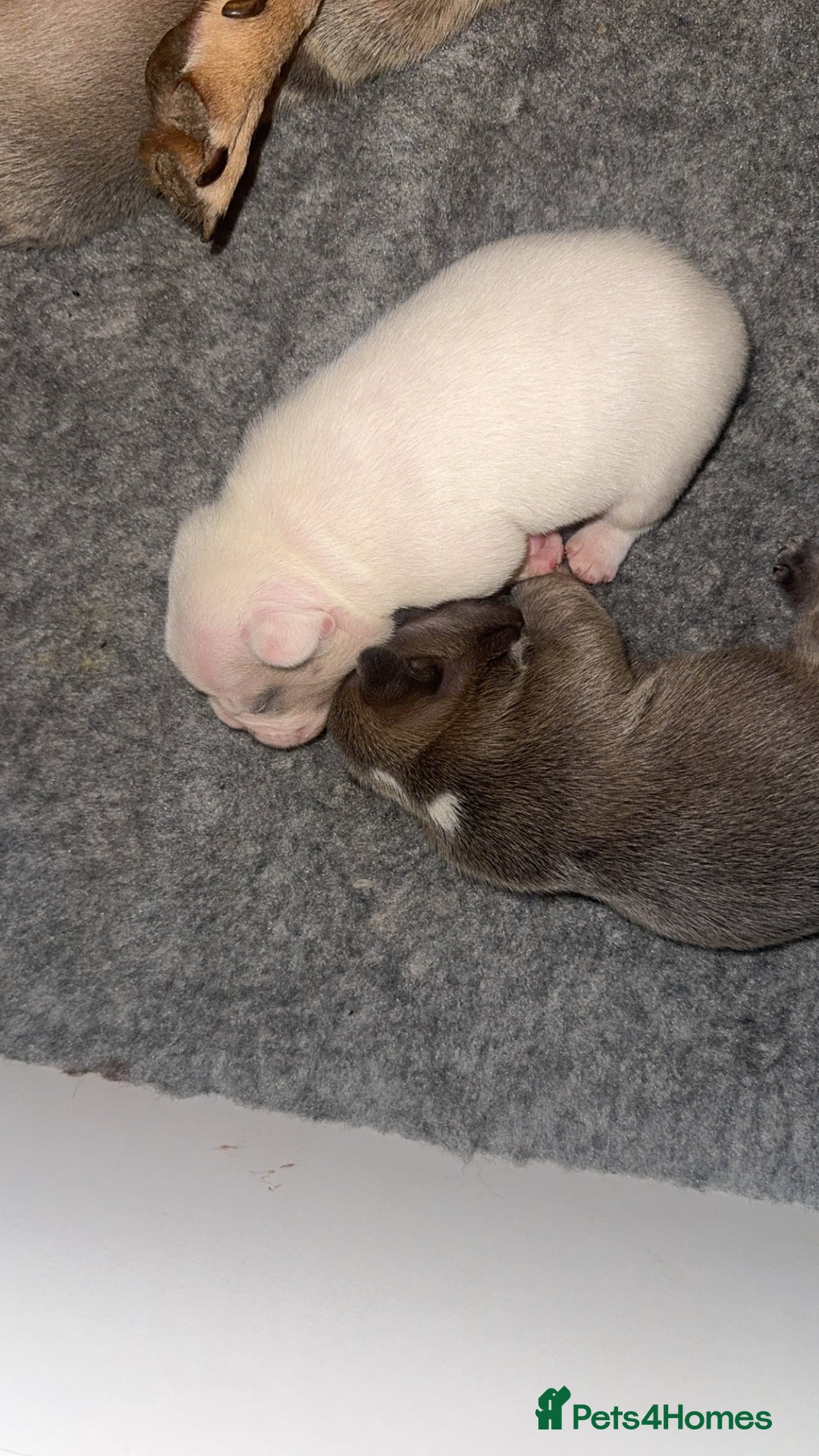 French Bulldog dogs for sale: 🐾✨ Adorable Frenchies ready soon ✨ 🐾  - Advert 5