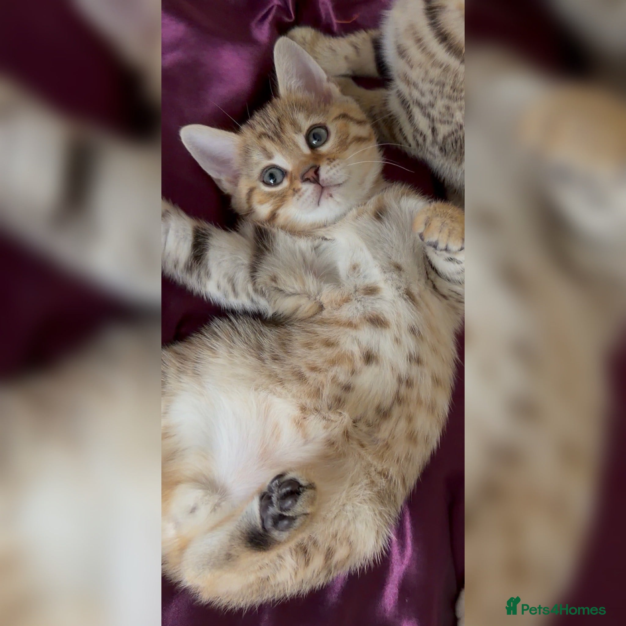 Mixed Breed cats for sale: Bengal X Scottish Straight Hybrid - Advert 6