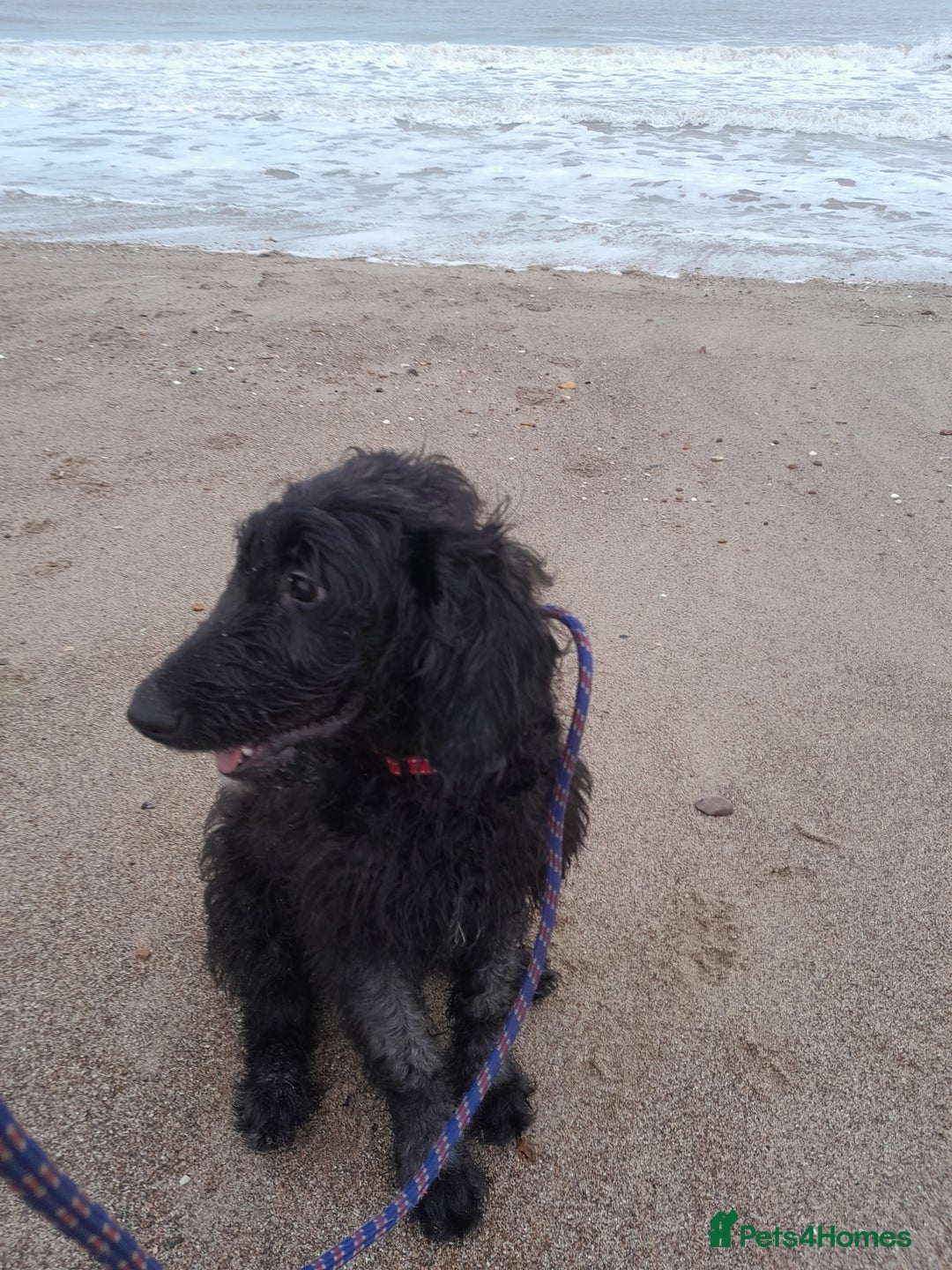 Goldendoodle dogs for sale: Beautiful 7 month old doodle - Advert 6