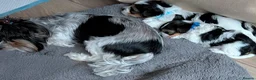 Biewer Terrier dogs for sale: Biewer terrier puppies x 2 boys - Advert 29