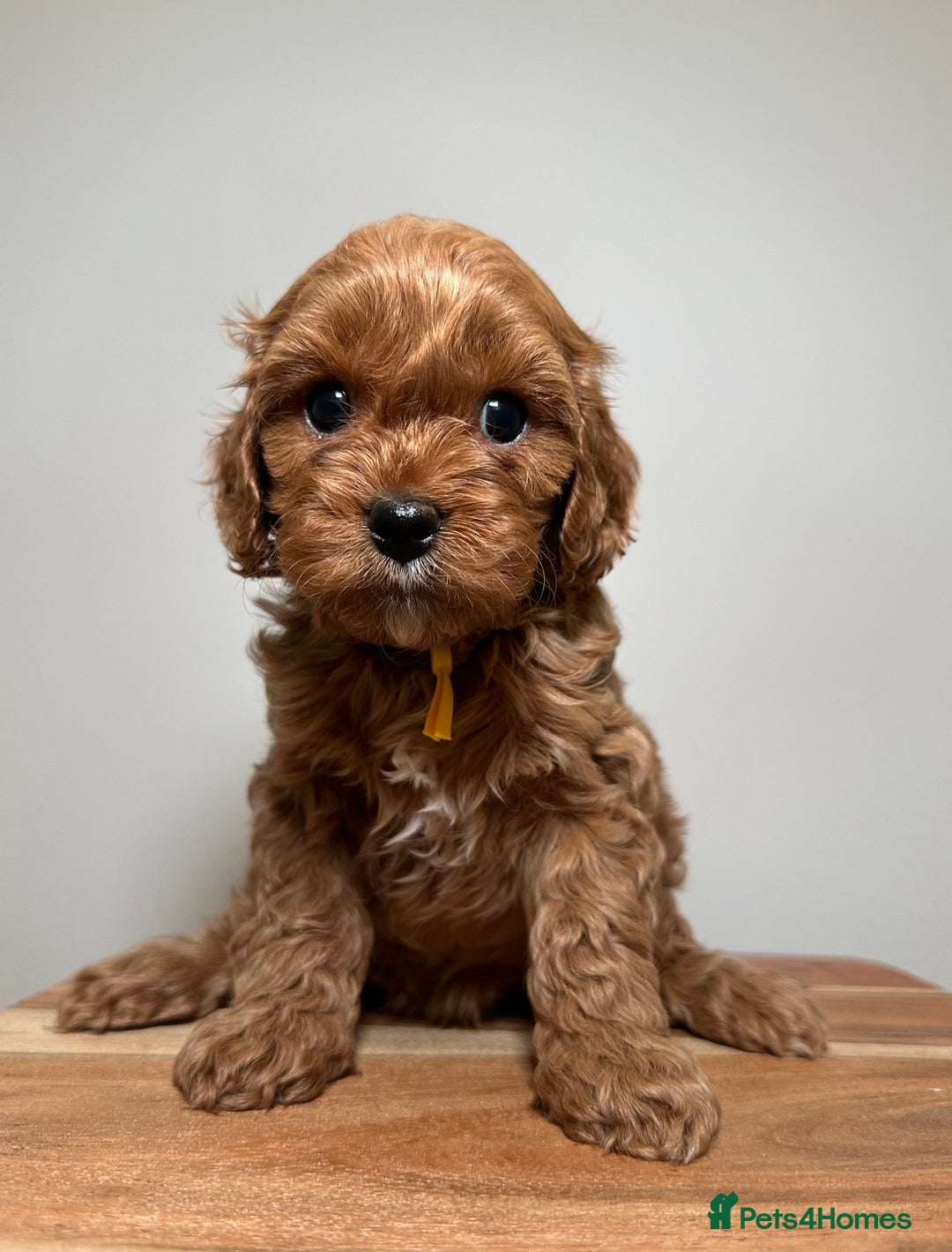 Cavapoo dogs for sale: F1 Cavapoo puppies.  - Image 8