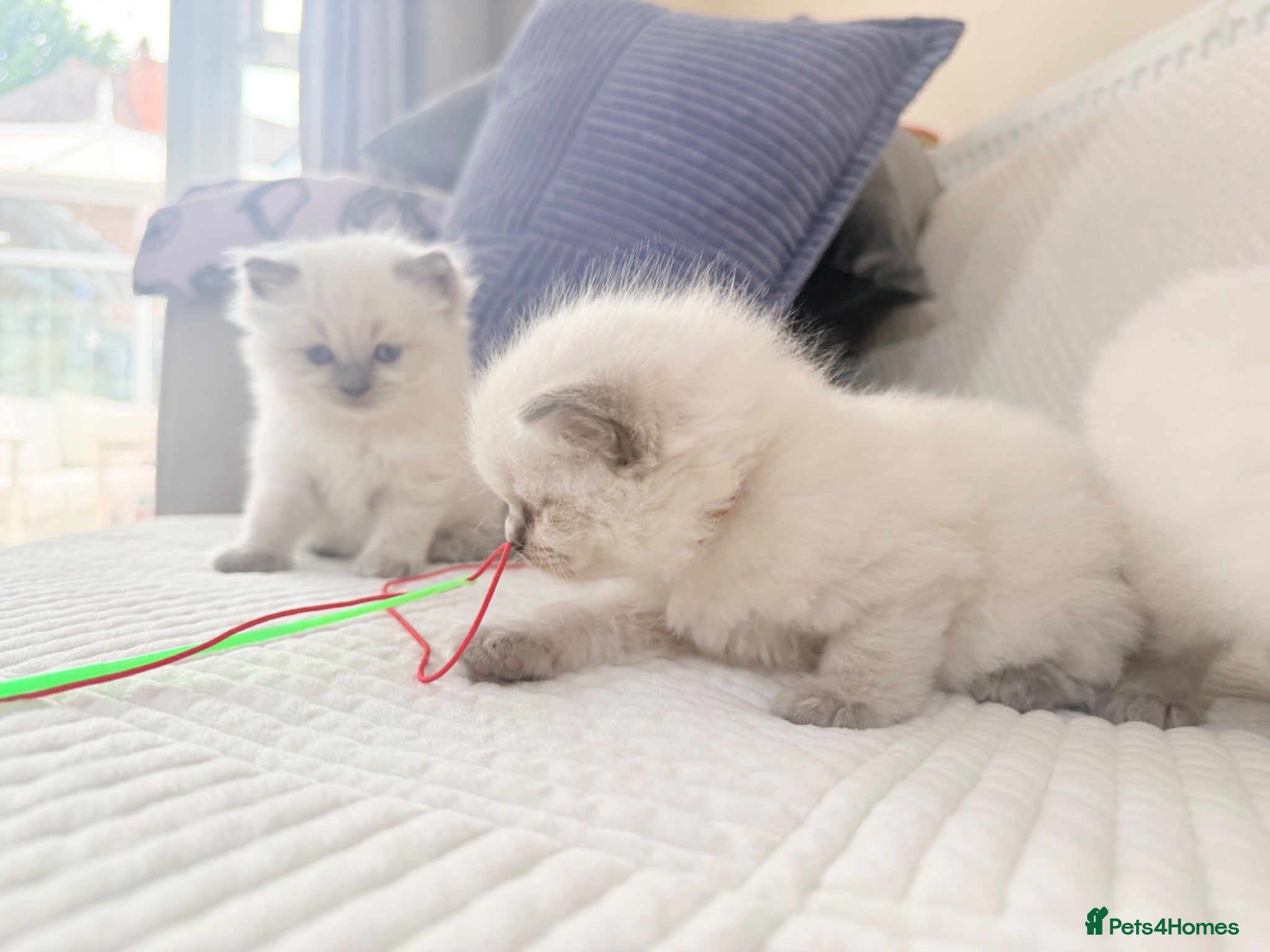 Ragdoll cats 3 Blue Point Kittens for sale - All Boys!! - Advert 2