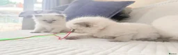 Ragdoll cats for sale: 3 Blue Point Kittens for sale - All Boys!! - Advert 6
