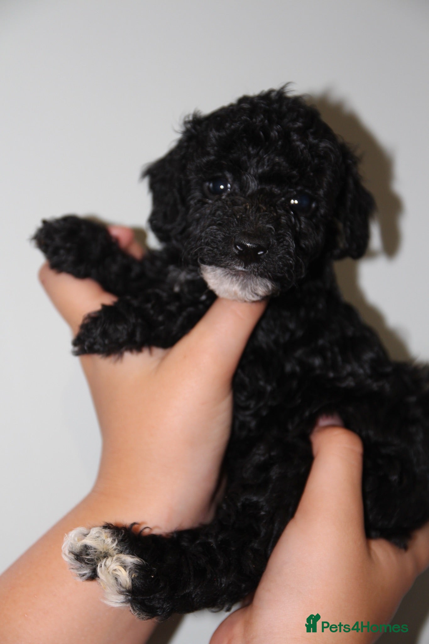 Miniature Poodle dogs Beautiful miniature poodle puppies  - Advert 1