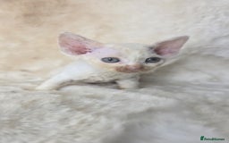 Devon Rex cats for sale: Devon Rex. 3 girls bominant blue eyes. All guts  - Image 19