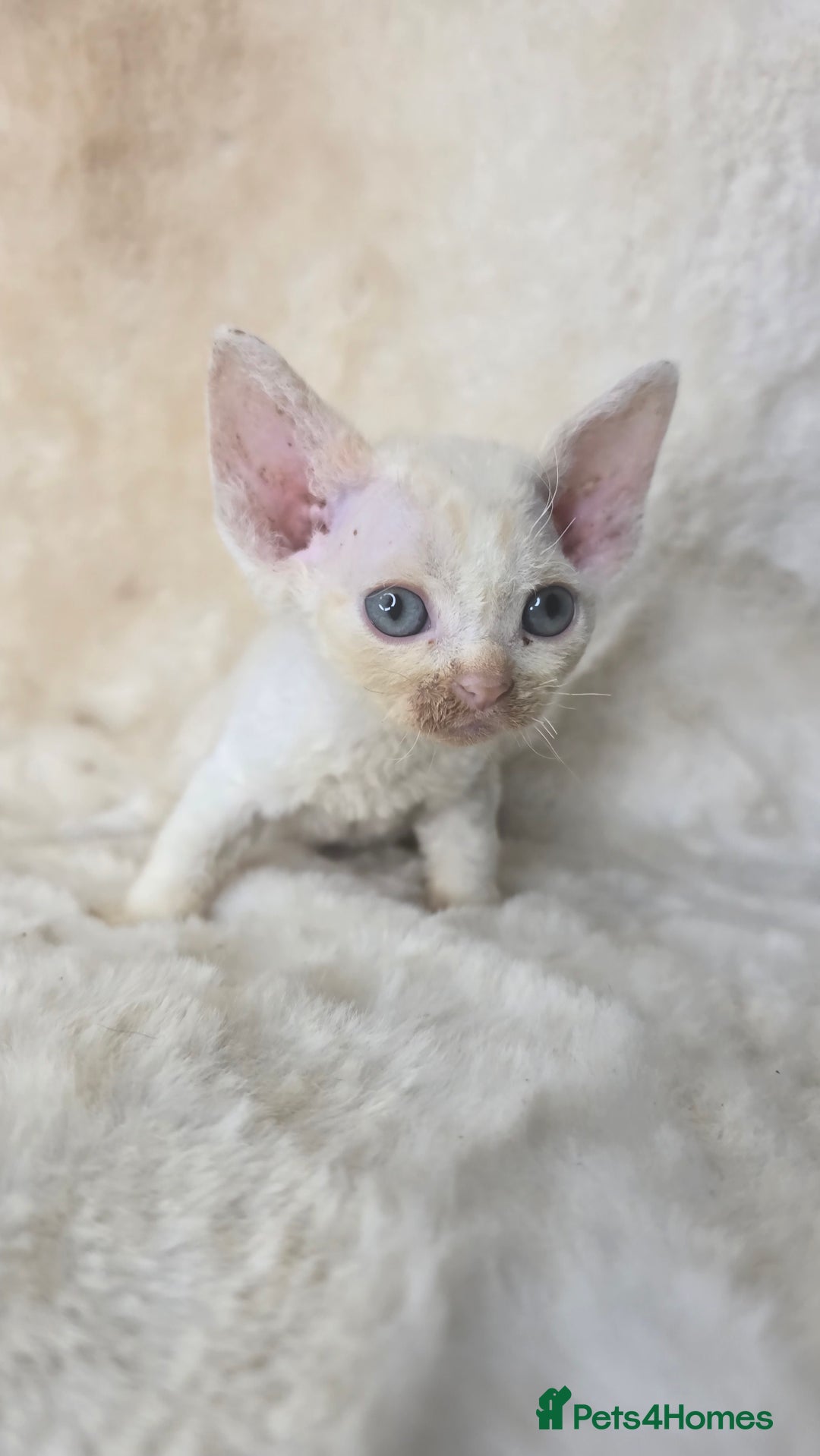 Devon Rex cats for sale: Devon Rex. 3 girls bominant blue eyes. All guts  - Image 19