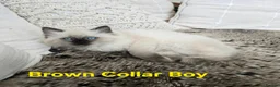 Ragdoll cats for sale: Adorable Ragdoll kittens looking for loving homes! - Advert 14