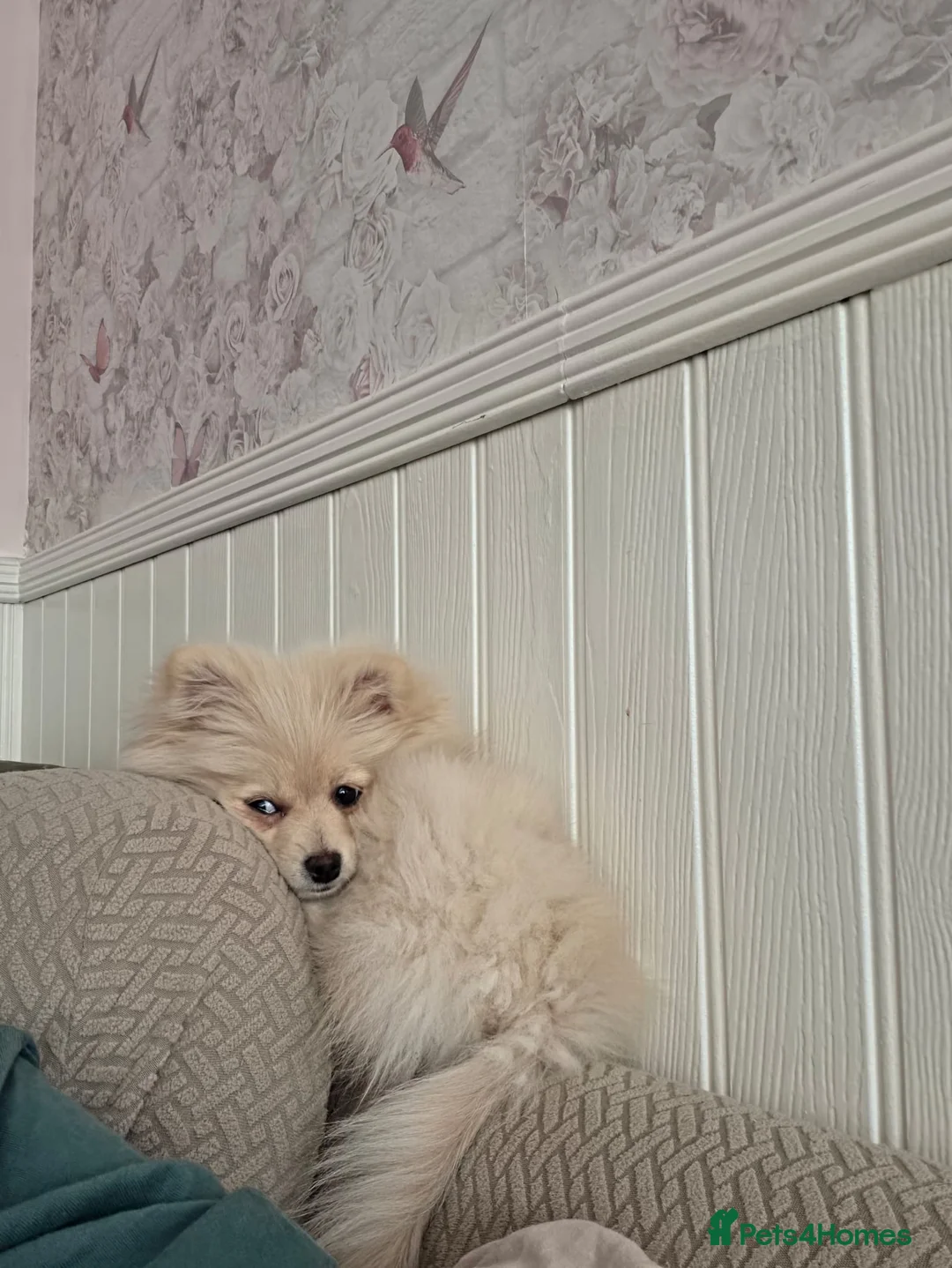 Pomeranian dogs for sale: Last little girl looking for her forever home  - Advert 2