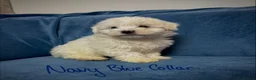 Bichon Frise dogs for sale: 6 Beautiful bichon frise puppies 🐶  in Doncaster - Advert 23
