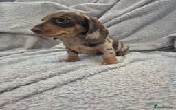 Miniature Dachshund dogs for sale: Kc dachshund babies ready next week - Image 15