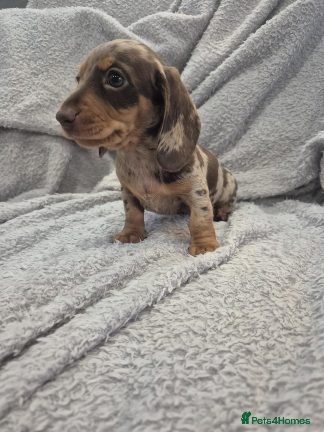 Miniature Dachshund dogs for sale: Kc dachshund babies ready next week - Image 15