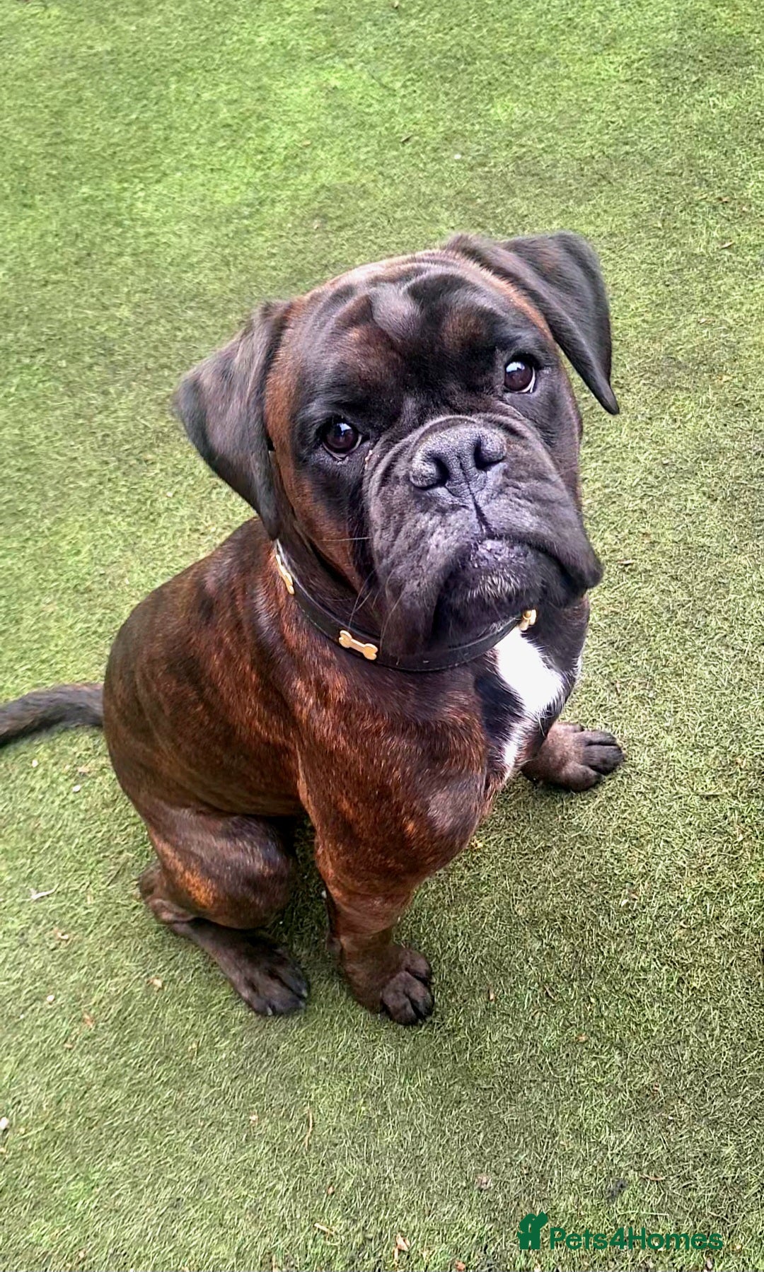 Boxer dogs  PROVEN KC Registered  Boxer Stud - Advert 2