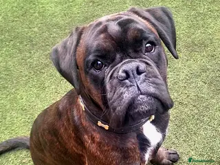 Boxer dogs PROVEN KC Registered Boxer Stud - Advert 5