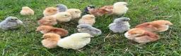 Chickens poultry for sale: 17x PURE BREED Day Old chicks for sale! - Advert 1